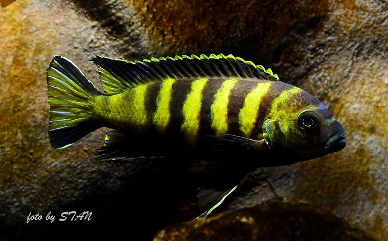 Maylandia melissa 'Chitande Island'